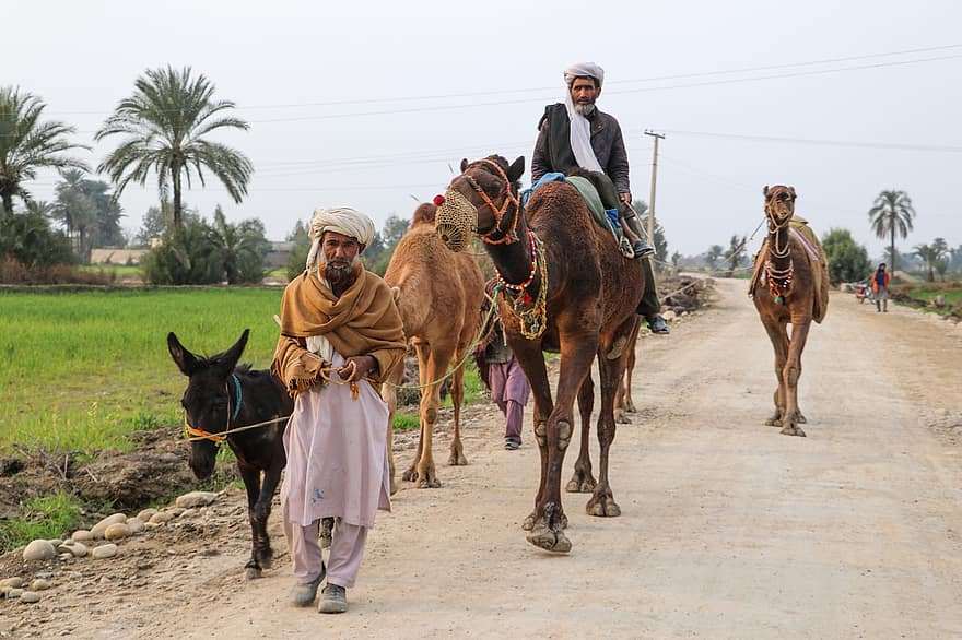 kamelen, rijder, dieren, ezel, mannen, mensen, Pakistaans, caravan, weg, zandweg, Pakistaanse kameel