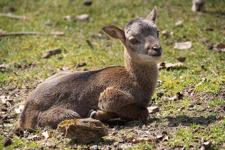mouflon ، طفل ، حيوان صغير ، حديقة حيوانات برية