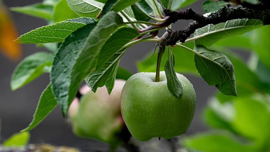 яблоко, фрукты, яблоня, природа, культуры, фруктовое дерево, завод