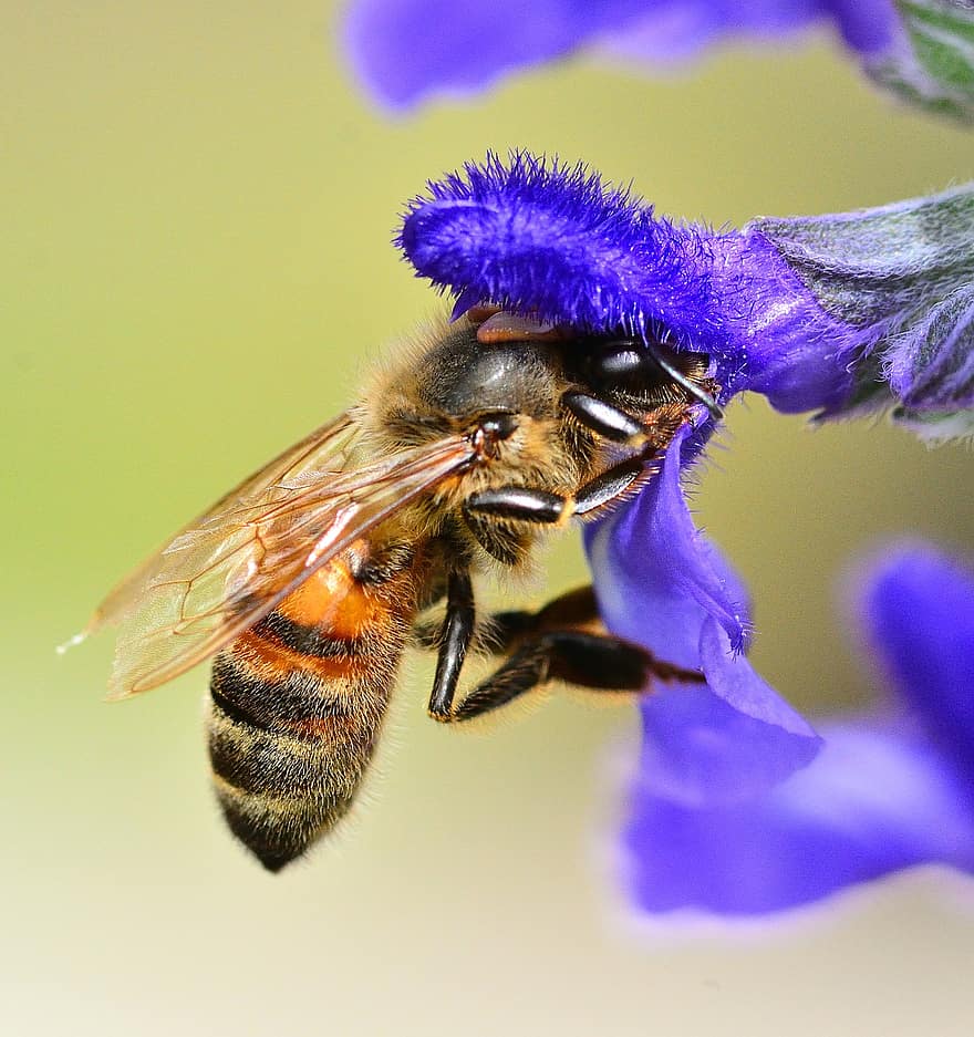 honningbie, Bie, blomst, insekt, pollinering, anlegg, natur, makro