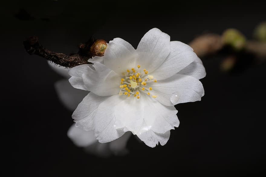Flower, Tree, Cherry Blossom, White Flower, Petals, Blossom, Bloom, Flora, Nature, Close Up, close-up