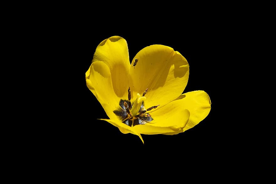 tulipan, blomst, anlegg, blomstre, blomstringen, flora, gul blomst, gule kronblader, natur, gul, nærbilde