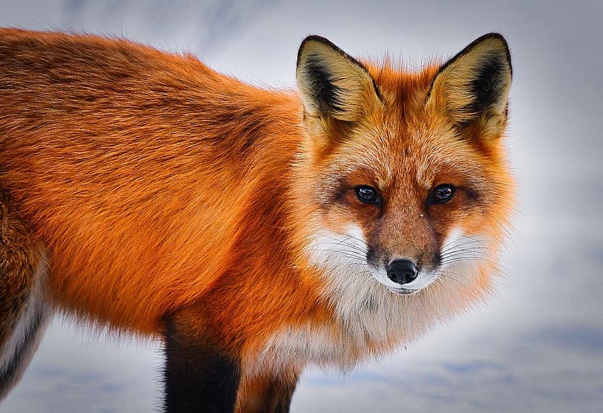 Fox, Mammal, Fur, Hair, Carnivorous, Fauna, Savage, Predator, Animal, animals in the wild, cute