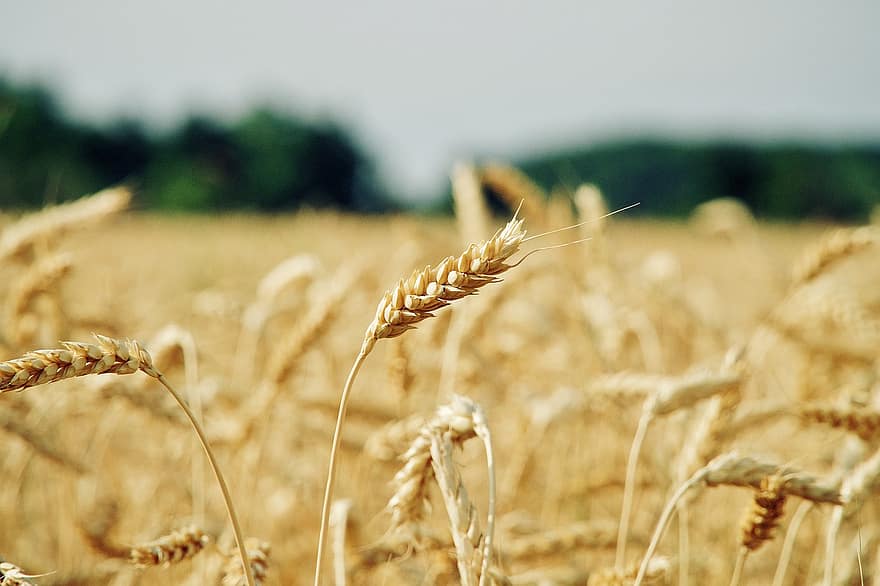 пшеница, зерновые, поле, сельское хозяйство, сельская сцена, летом, ферма, желтый, рост, завод, крупный план