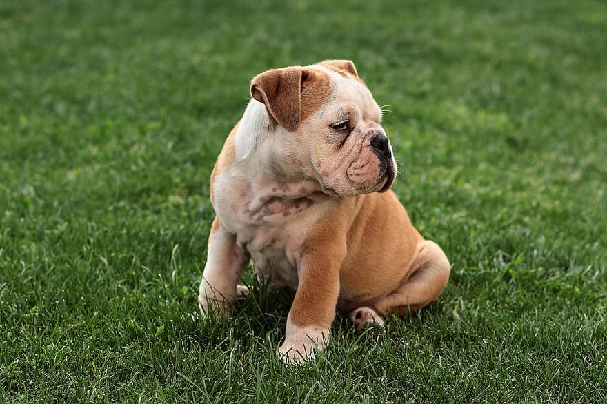 bulldog inglese, cane, dolce, affascinante, mammiferi, cucciolo, natura, capo, pedigree, animale, animale domestico
