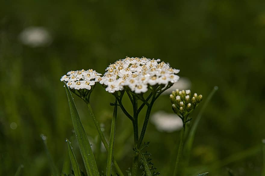 Yarrows, blommor, små flwoers, vita blommor, kronblad, vita kronblad, blomma, flora, natur