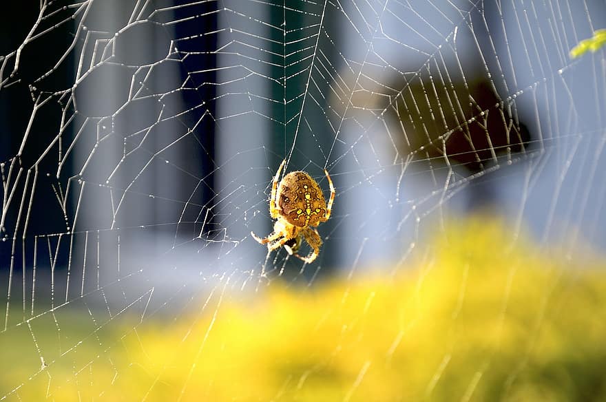 паяк, насекомо, паяжина, мрежа, вид от паякообразни, Araneus, европейски градински паяк