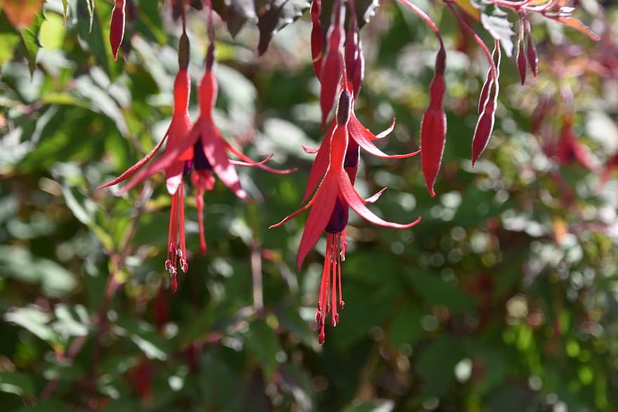 Fuchsia, Flowers, Plant, Hardy Fuchsia, Red Flowers, Petals, Pistil, Bloom, Nature