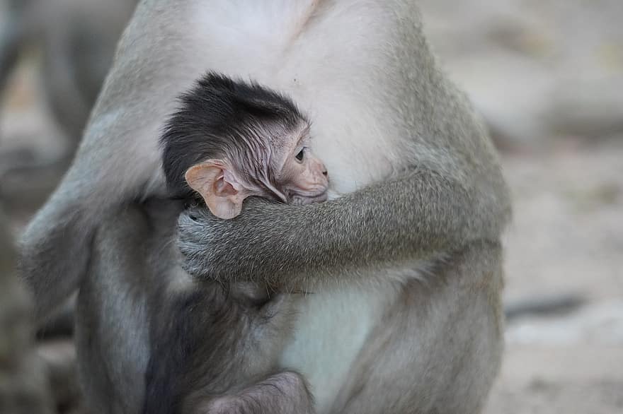 bebe mono, mono, primate, animal, animales en la naturaleza, macaco, pequeña, linda, animal joven, de cerca, bosque tropical
