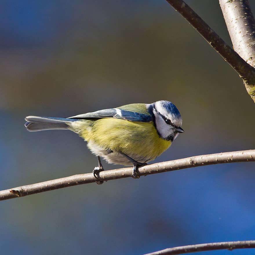 Blue Tit, Bird, Branch, Perched, Cyanistes Caeruleus, Animal, Wildlife, Feathers, Plumage, Sitting, Tree