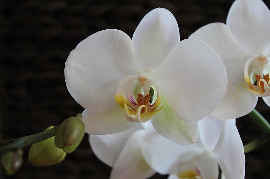 orchidej, květ, bílá květina, okvětní lístky, rostlina, exotické květiny, tropický, flóra, Příroda