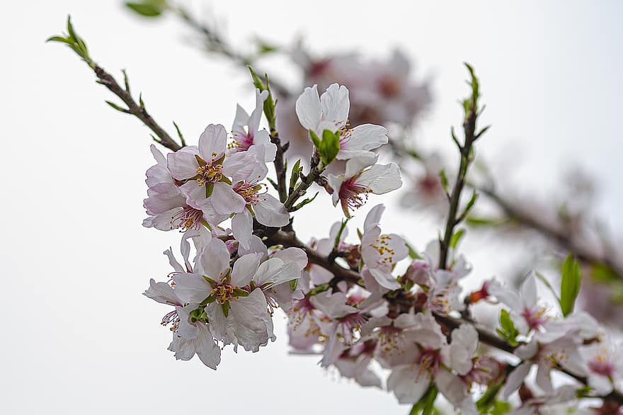 Sakura, virágok, cseresznye virágok, fehér szirmok, szirmok, virágzás, virágzik, növényvilág, tavaszi virágok, természet, tavasz
