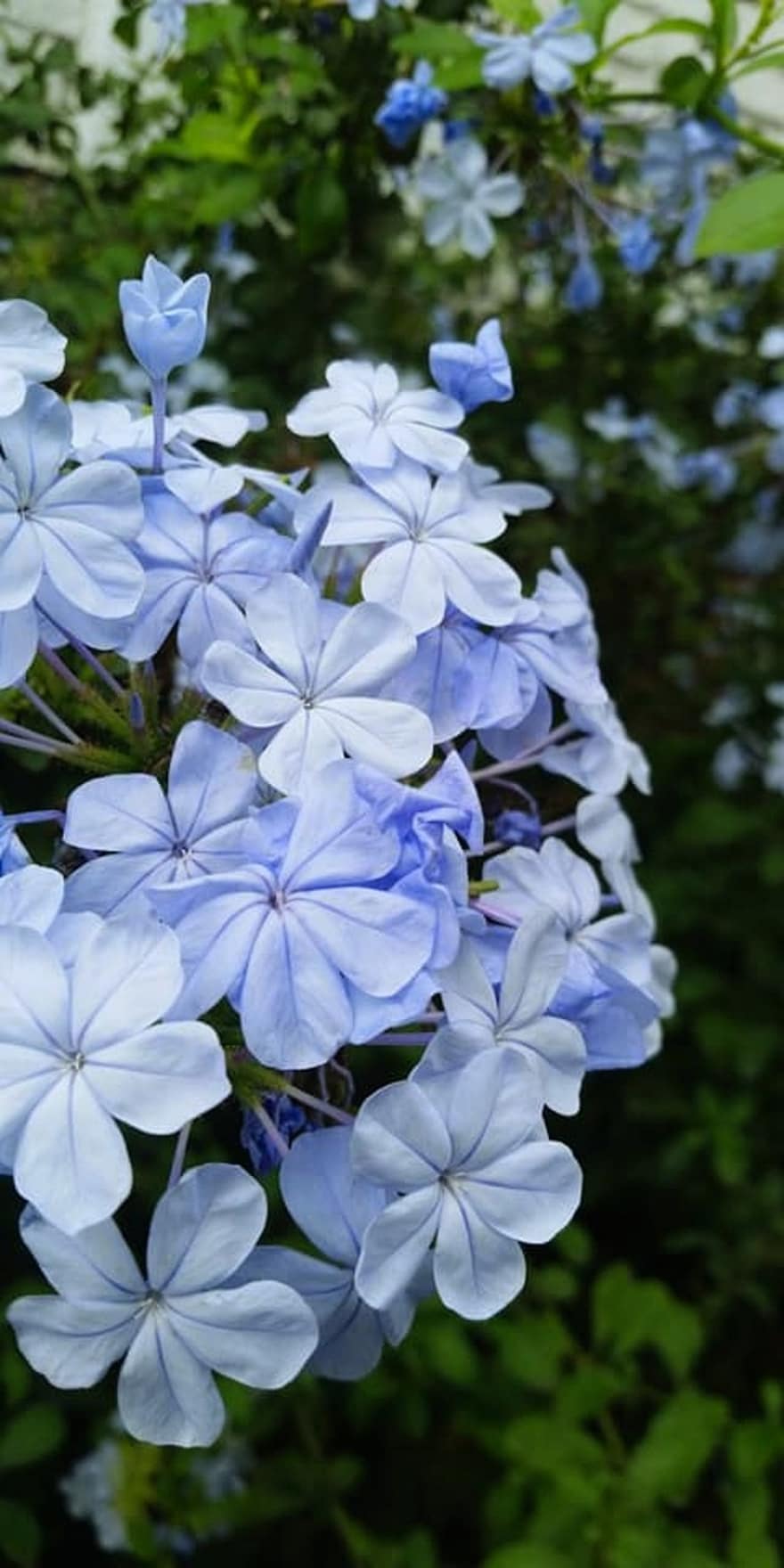 cape leadwort, blommor, växt, blå plumbago, blåa blommor, kronblad, blomma, vår, trädgård, natur