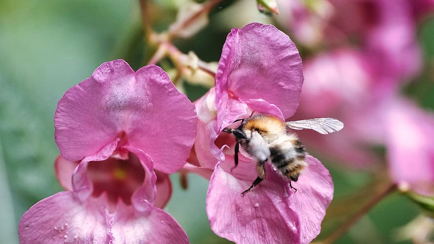 蜂、昆虫、受粉する、受粉、花、翼のある昆虫、翼、自然、膜翅目、昆虫学、マクロ