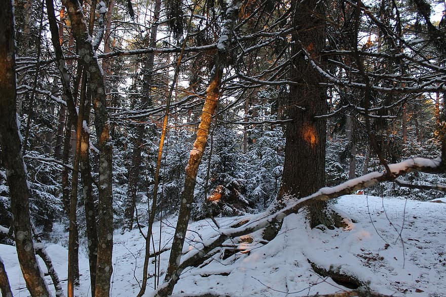 Bos, natuur, bomen, landschap, winter, sneeuw, Kerstmis, uppsala, Zweden