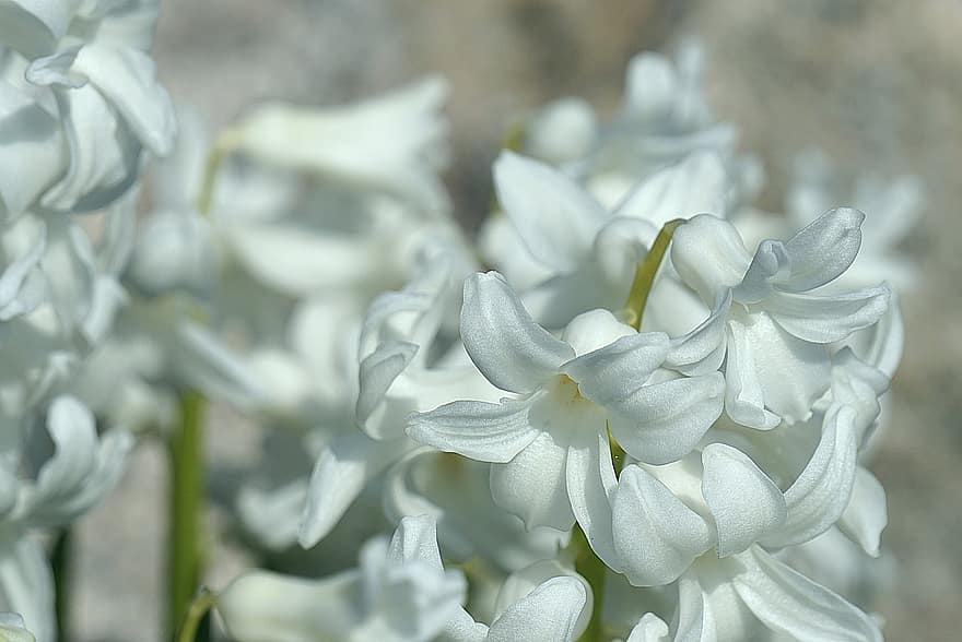 гіацинт, квіти, білий гіацинт, білі квіти, пелюстки, квітка, весняні квіти, сад, природи, Білі гіацинти, гіацинти