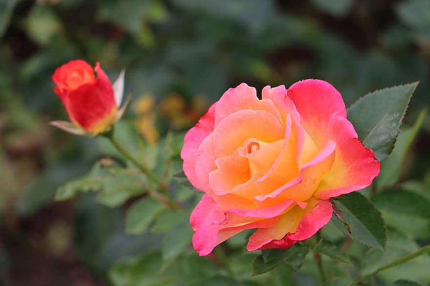 Rosa, rosa de té híbrida, flor, jardín, floración, naturaleza