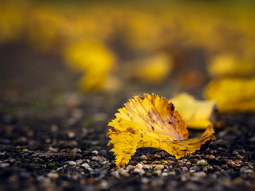 hoja, suelo, otoño, hoja amarilla, naturaleza