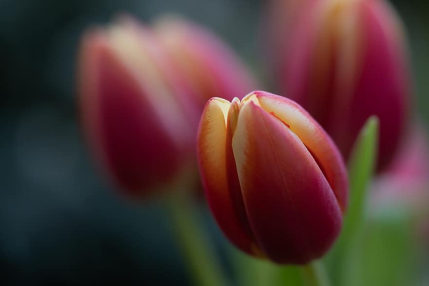tulipaner, blomster, hage, røde tulipaner, petals, røde kronblader, blomstringen, blomstrende, vårblomster, nærbilde, flora