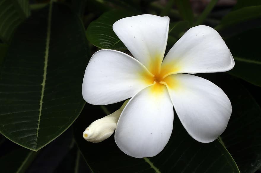 plumeria, kwiat, frangipani, biały kwiat, płatki, białe płatki, kwitnąć, flora, liść, roślina