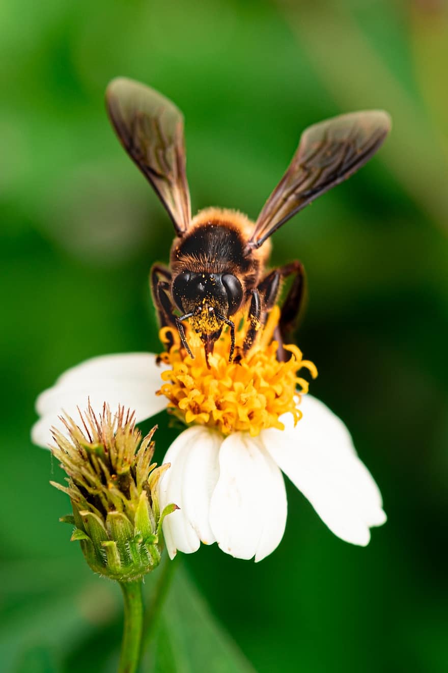 bi, pollen, blomma, pollinering, flora, fauna, närbild, makro, natur, bevingad