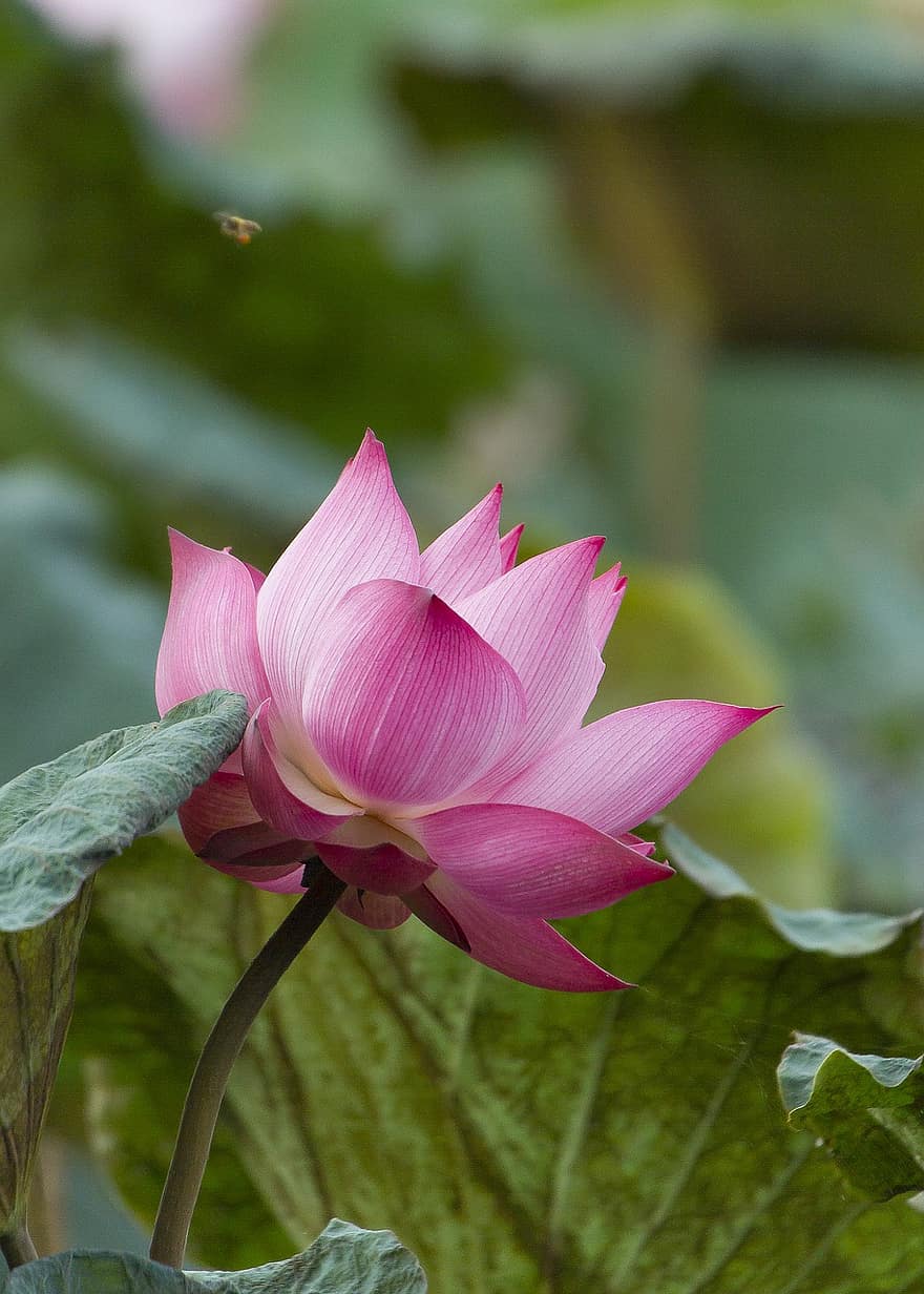 Lotus, Blume, Blätter, Pflanze, Seerose, pinke Blume, Lotus Blume, Lotus verlässt, blühen, Wasserpflanze, Flora
