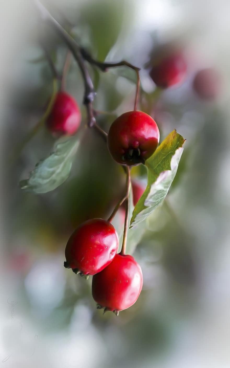 rowan, φρούτα, κλαδί, βλασταράκι, κόκκινα φρούτα, δέντρο, φύλλωμα, φύση, φθινόπωρο, macro, closeup