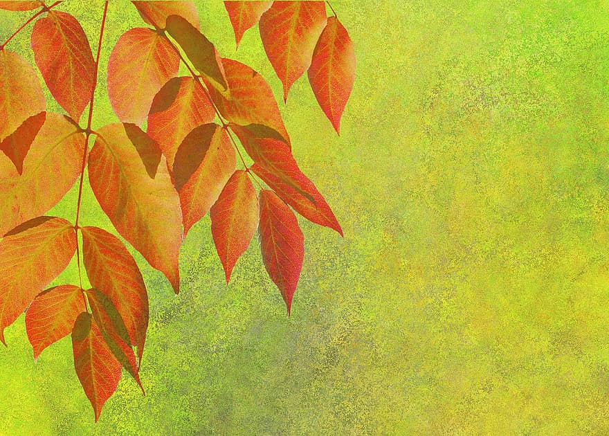 есен, попадат зеленина, листа, златна есен, октомври, кафяв, herbstimpression, оранжев