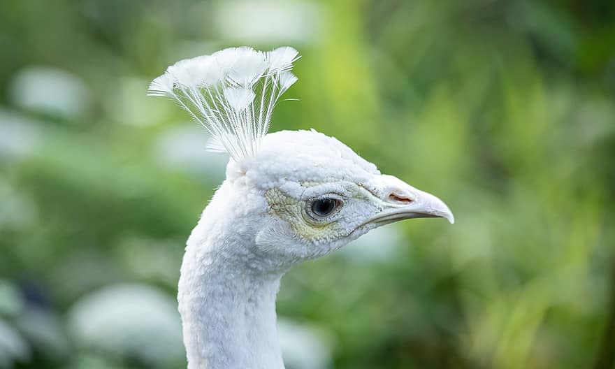 Peacock, Bird, Plumage, Feather, Albino, Zoo