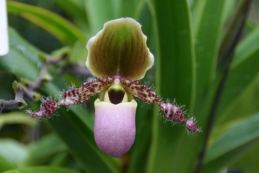 orkide, närbild, blomma, orkidéblomma
