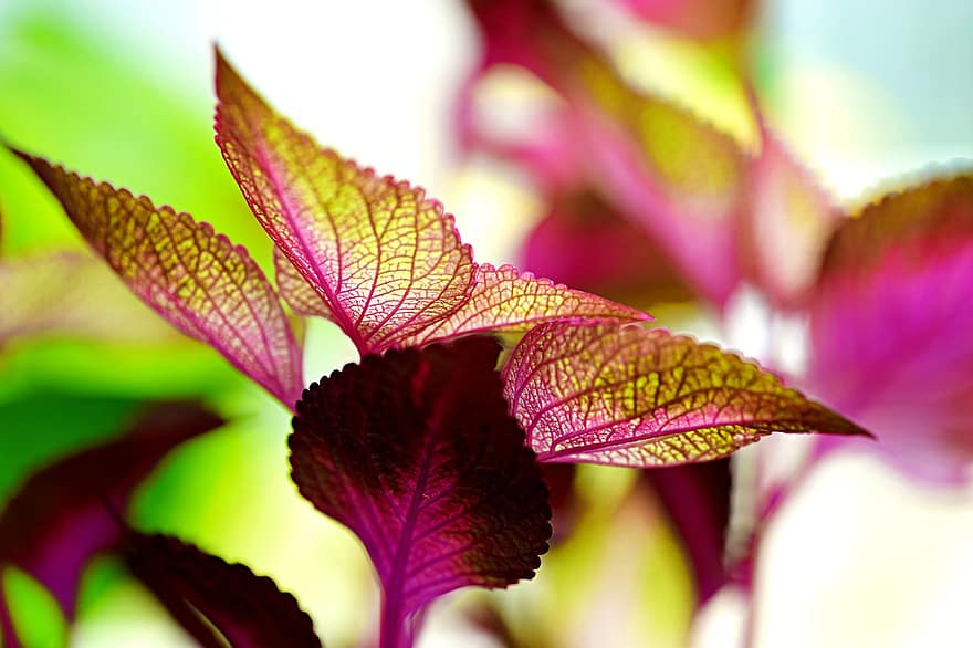 Nature, Coleus, Plant, Flora, Leaves, Botany, leaf, close-up, green color, multi colored, summer