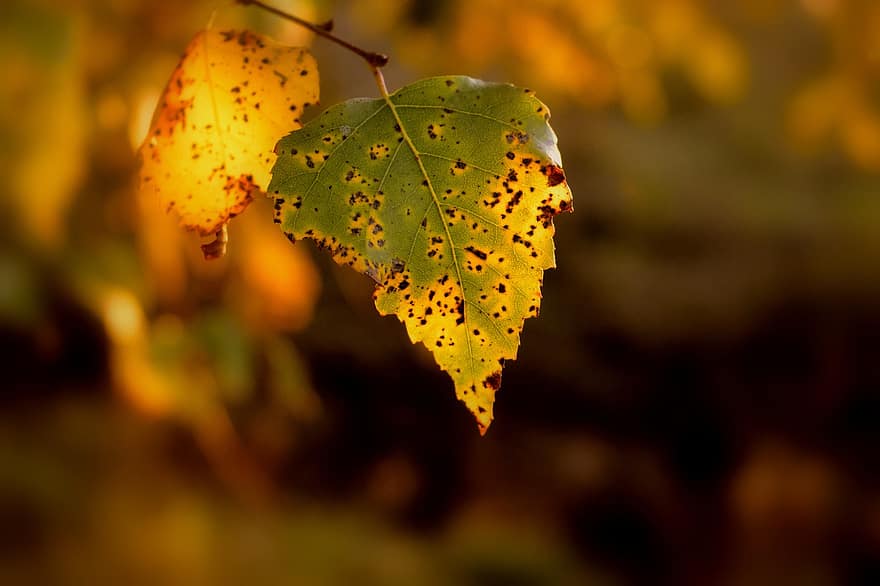 Daun-daun, musim gugur, botani, alam, Birch, hutan