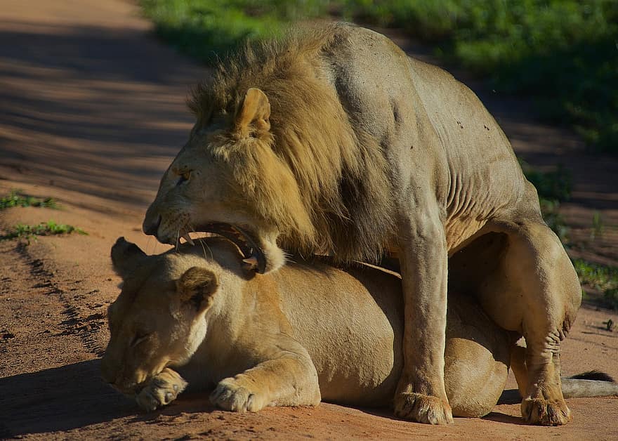 leões, acasalamento de leão, região selvagem, natureza, animais selvagens, leão, felino, África, animais em estado selvagem, gato não domesticado, animais de safári