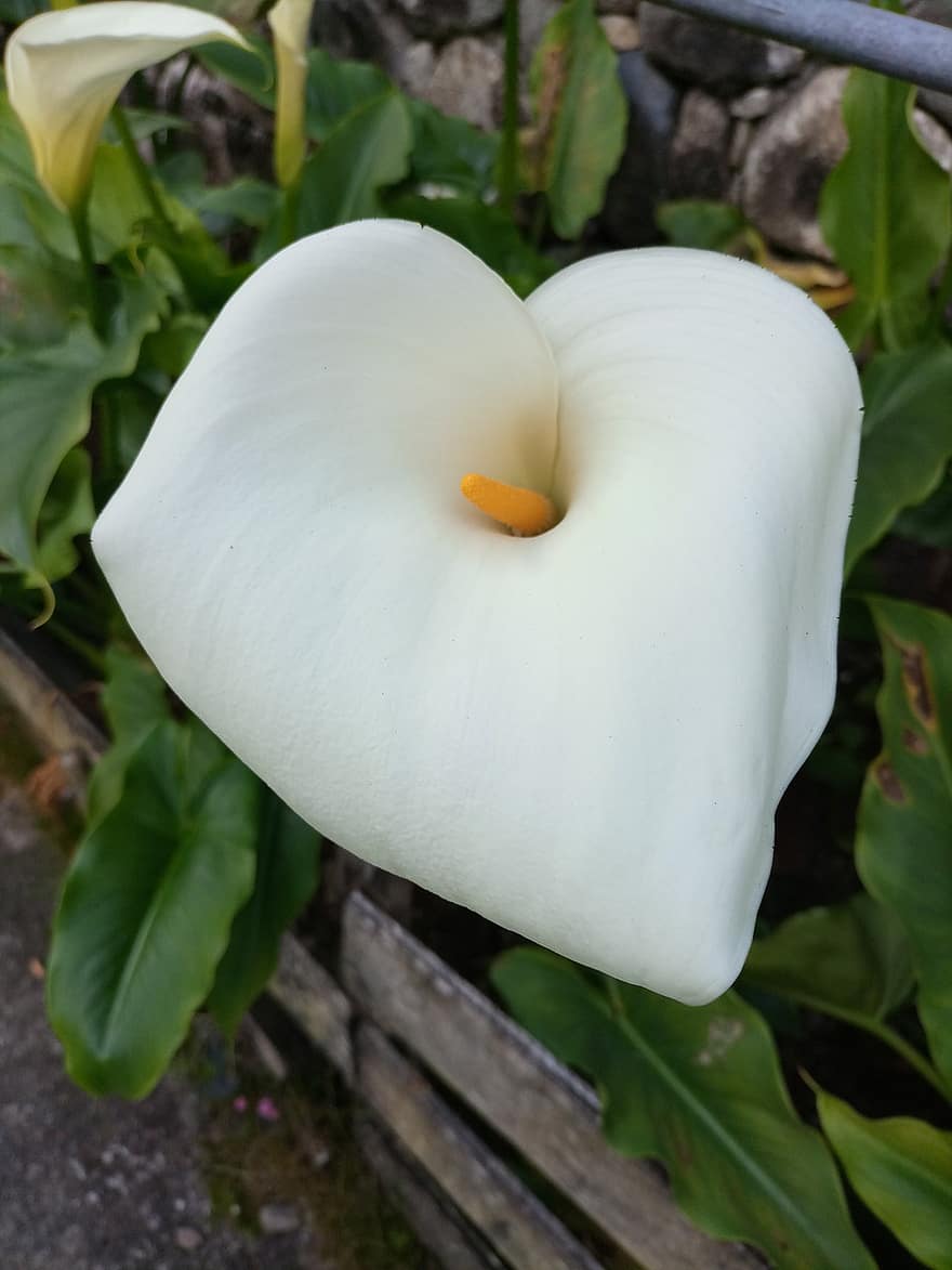 オランダカイウユリ、ミョウバンユリ、白い花、zantedeschia aethiopica、自然、花、フローラ