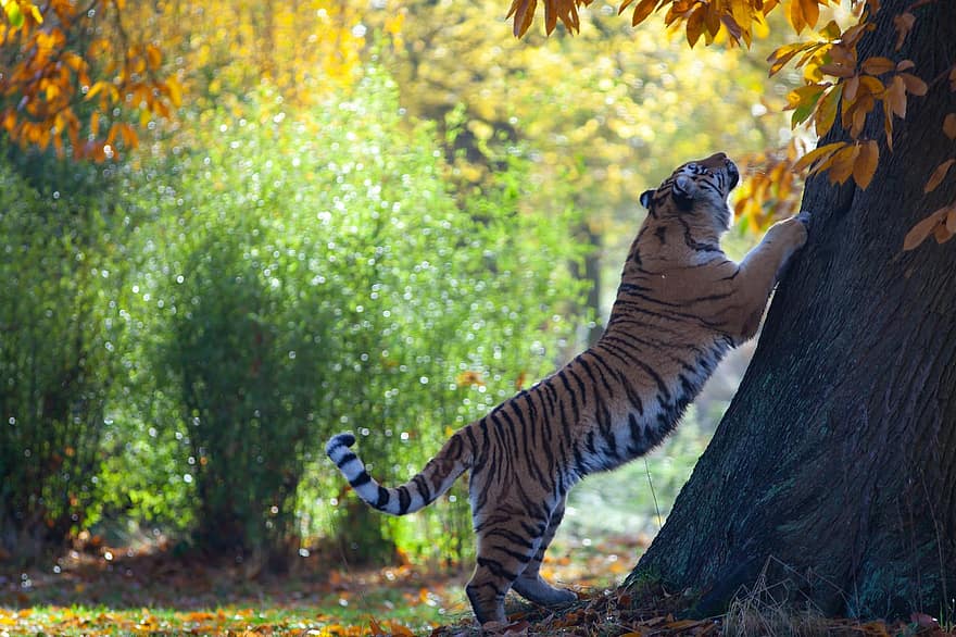tiger, amur tiger, rovdyret, jeger, tre, stretching, kjøtteter, natur, dyr, dyreliv, farlig