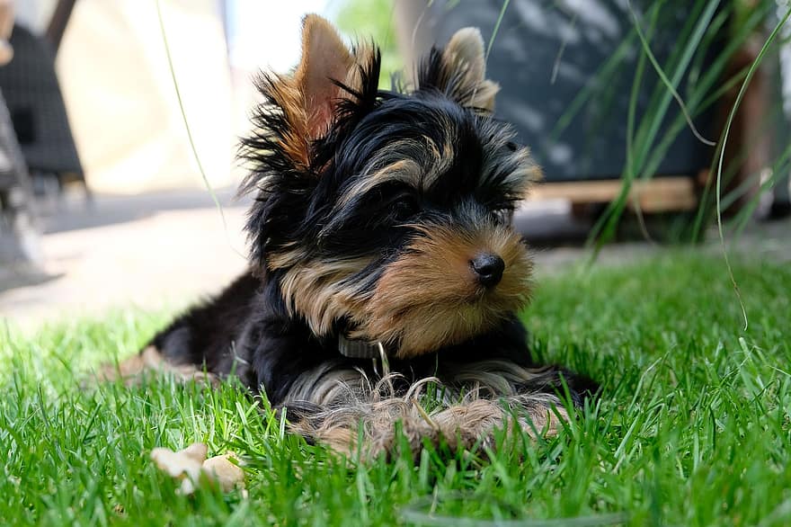 yorkshire terrier, puppy, hond, terriër, huisdier, hoektand, dier, aan het liegen, vacht, snuit, gras