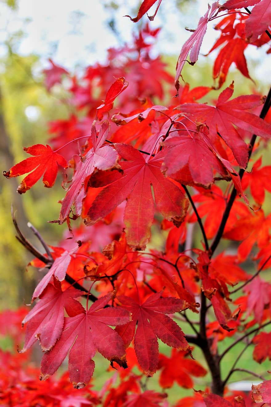 もみじ、葉、秋、赤い葉、枝、木、工場、自然