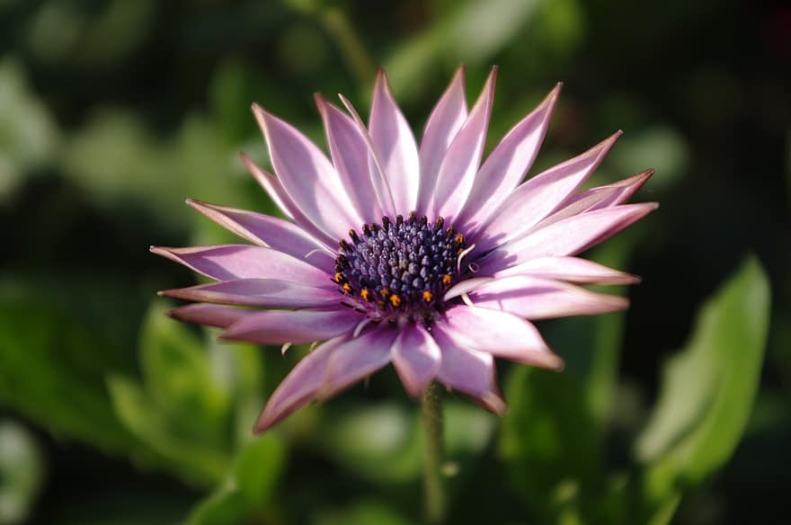 capa de margarita, flor, flor Purpura, pétalos, pétalos morados, flora, floración, planta, de cerca, pétalo, verano