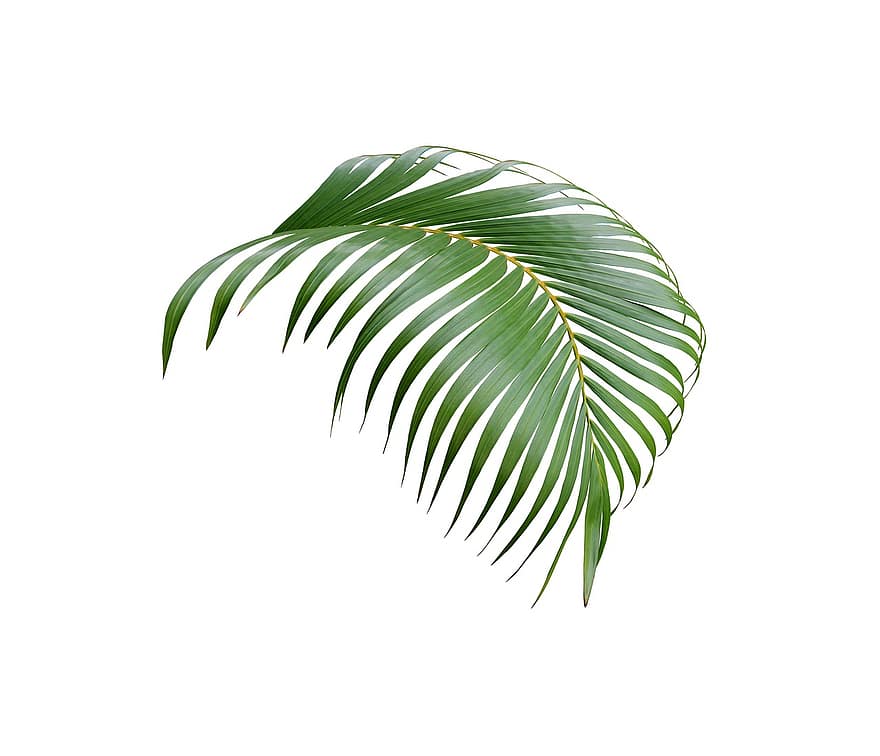 palmu, puun lehti, trooppinen, kasvi, luonto, puu, eksoottinen, kookospähkinä, kasvitiede, palmun lehti, kesä