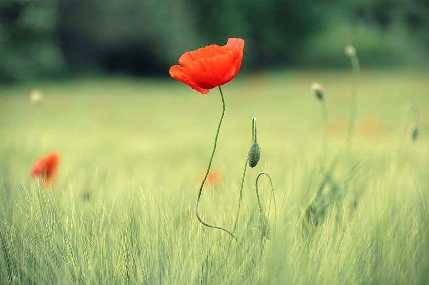 Poppy, Summer, Bright, Flowers, Nature, Plant, Green, Petal, Floral, Red, Bokeh