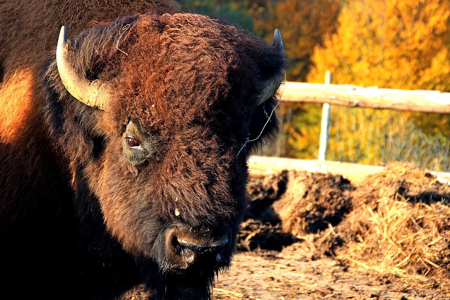 zvíře, Plains Bison, savec, druh, fauna, volně žijících živočichů, hospodařit, dobytek, venkovské scény, kráva, zemědělství