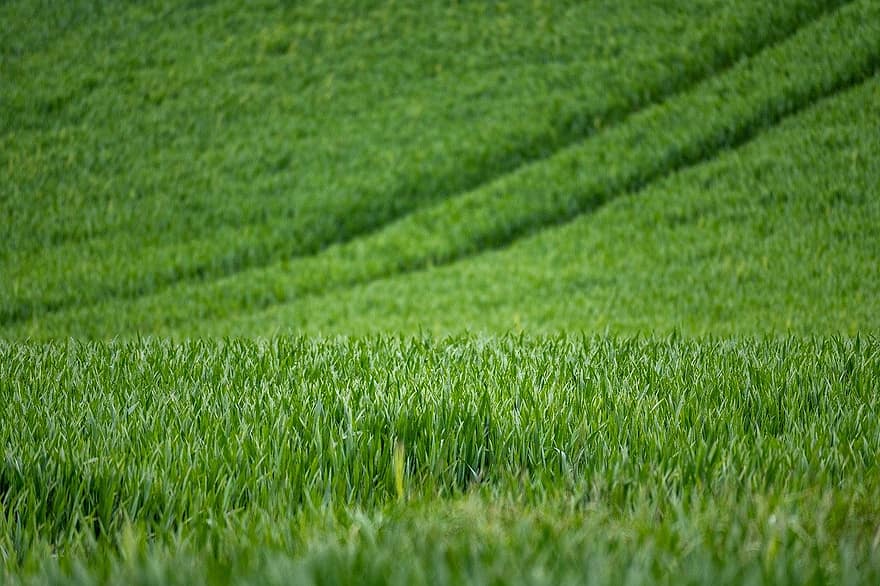 小麦、農業、フィールド、ファーム、農村、風景、栽培、農場、草、牧草地、緑色