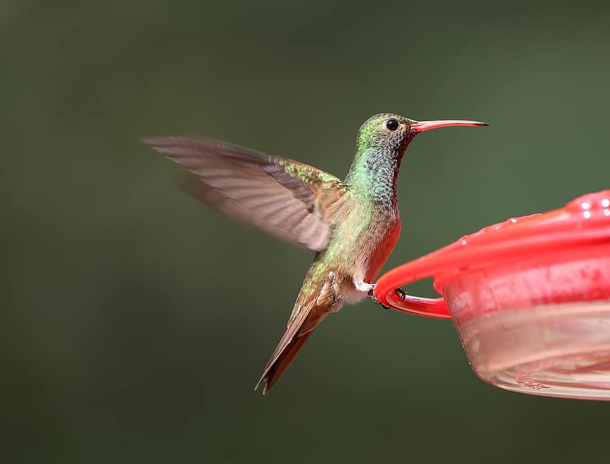 pájaro, colibrí, comedero para pájaros, alas, posado, verde, vistoso, patio interior, fauna silvestre, plumaje, plumas