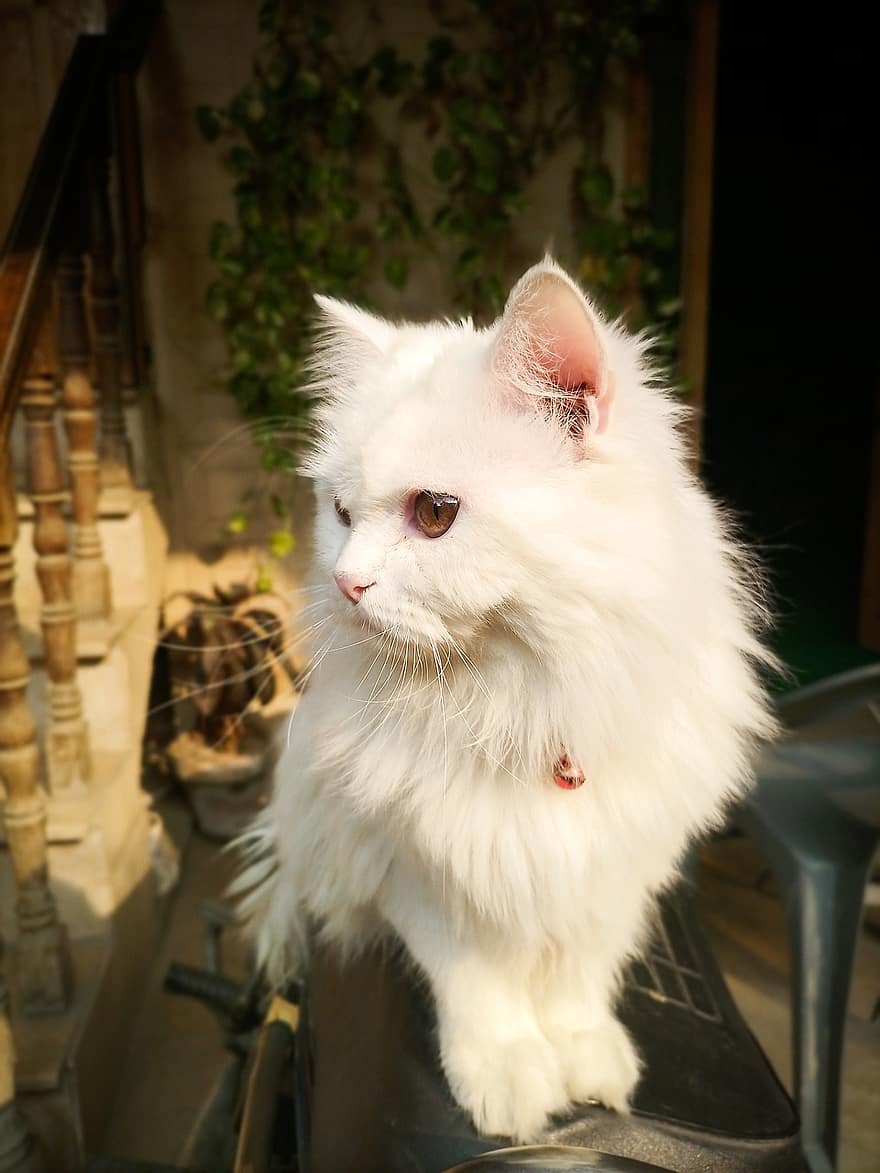 Perzische kat, kat, huisdier, dier, Siberische kat, witte kat, huisdieren, schattig, huiskat, katje, op zoek