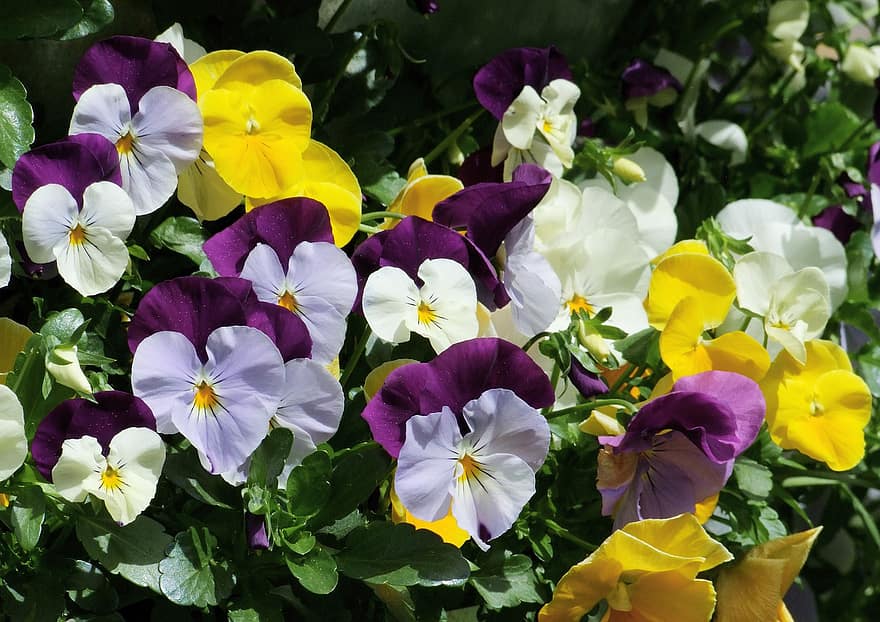 banci, violaceae, bunga, taman, Varietas Violet, warna, menyolok