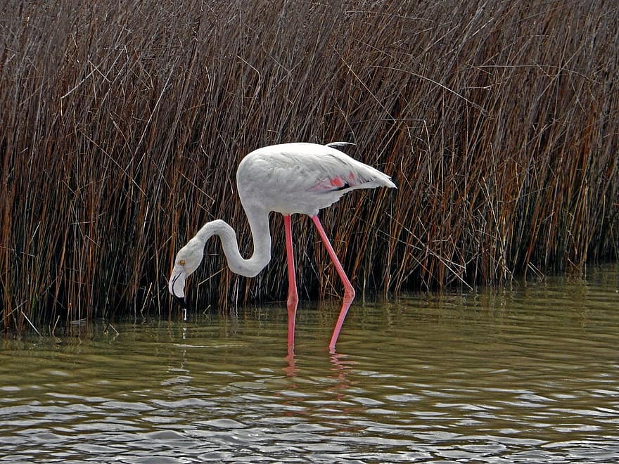 fugl, flamingo, ornitologi, arter, fauna, aviær