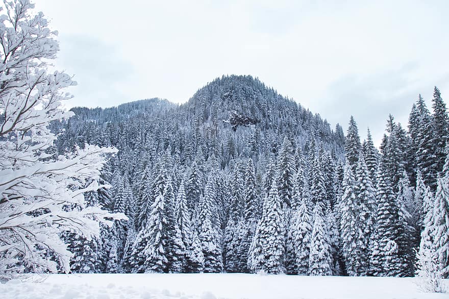 talvi-, metsä, lumi, puu, joulu, luonto, tausta, valkoinen, kylmä, maisema, ulko-