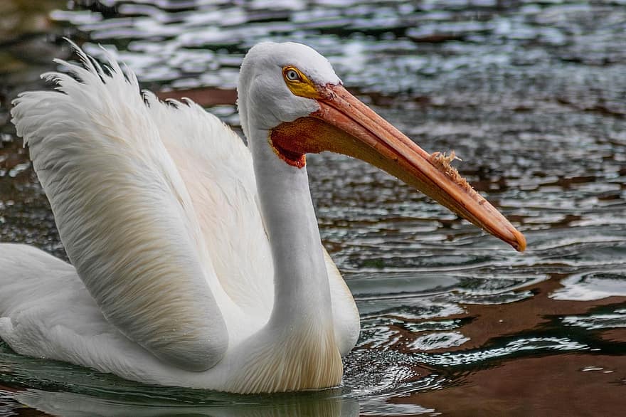 pelikan, fågel, djur-, stor vit pelikan, östlig vit pelikan, rosiga pelikan, vit pelikan, vatten fågel, vattenlevande fågel, vilda djur och växter, fauna
