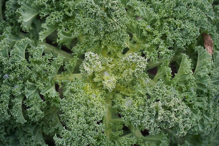 Kale, Vegetables, Garden, Winter, Photo, Harvest, Food, Bio, Organic Vegetables, Healthy, Macro