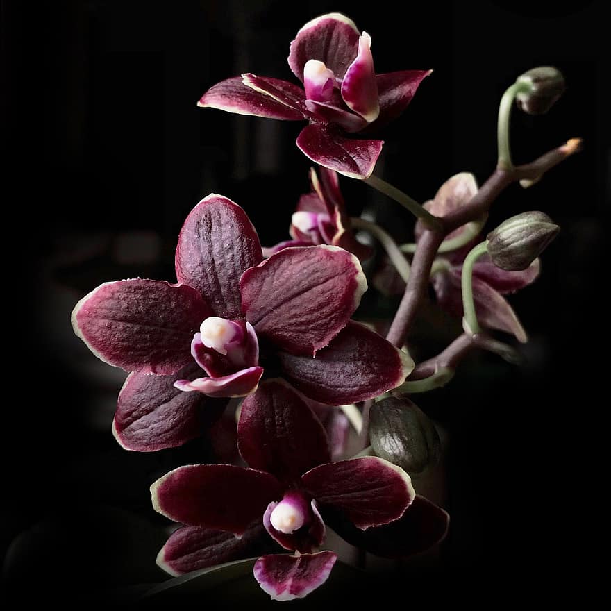 orquideas, las flores, pétalos, pétalos de orquídea, floración, flor, flora, planta, naturaleza